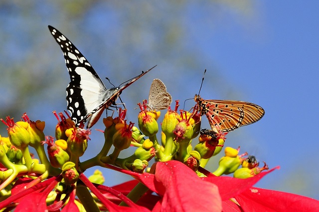 flora fauna