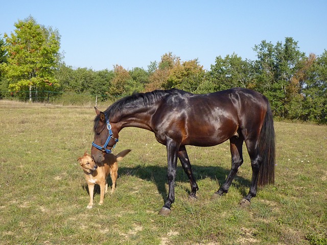 gewrichtsproblemen paard hond