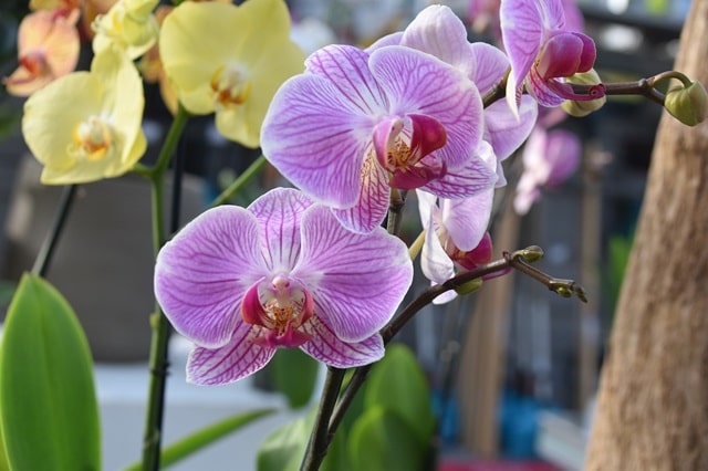 orchideeën